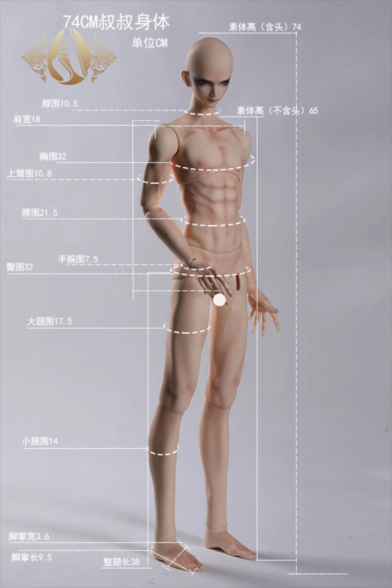 「Angell Studio」Body Comparison (Measurement) / Only Body (1/6, 1/4, 1/3) - Image 10