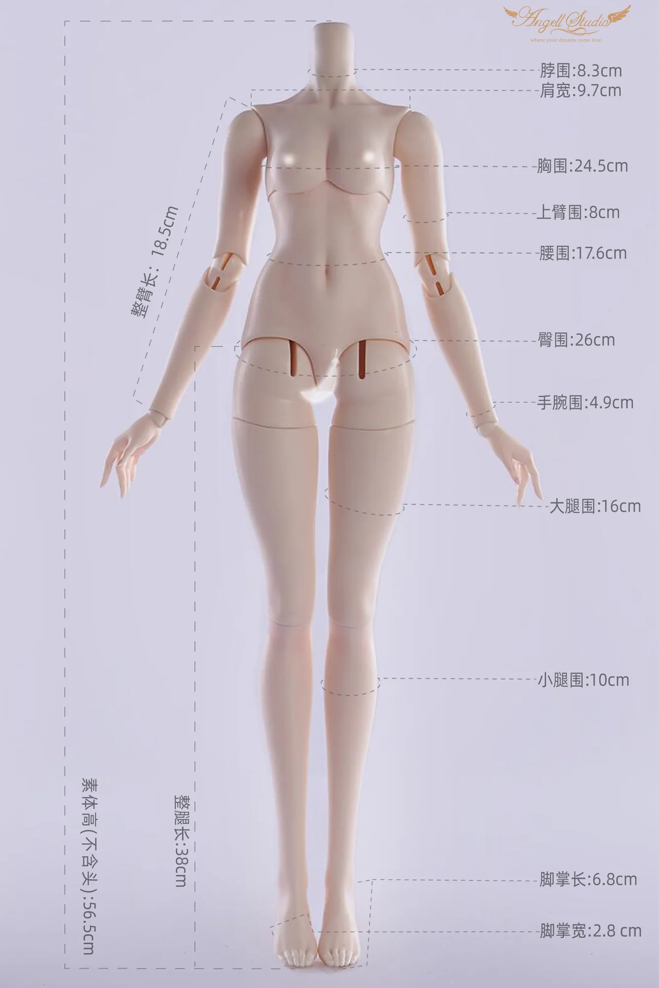 「Angell Studio」Body Comparison (Measurement) / Only Body (1/6, 1/4, 1/3) - Image 4