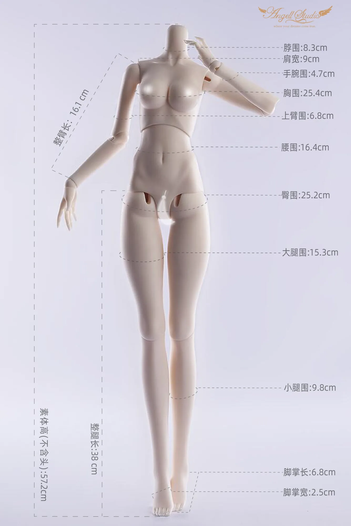 「Angell Studio」Body Comparison (Measurement) / Only Body (1/6, 1/4, 1/3) - Image 5