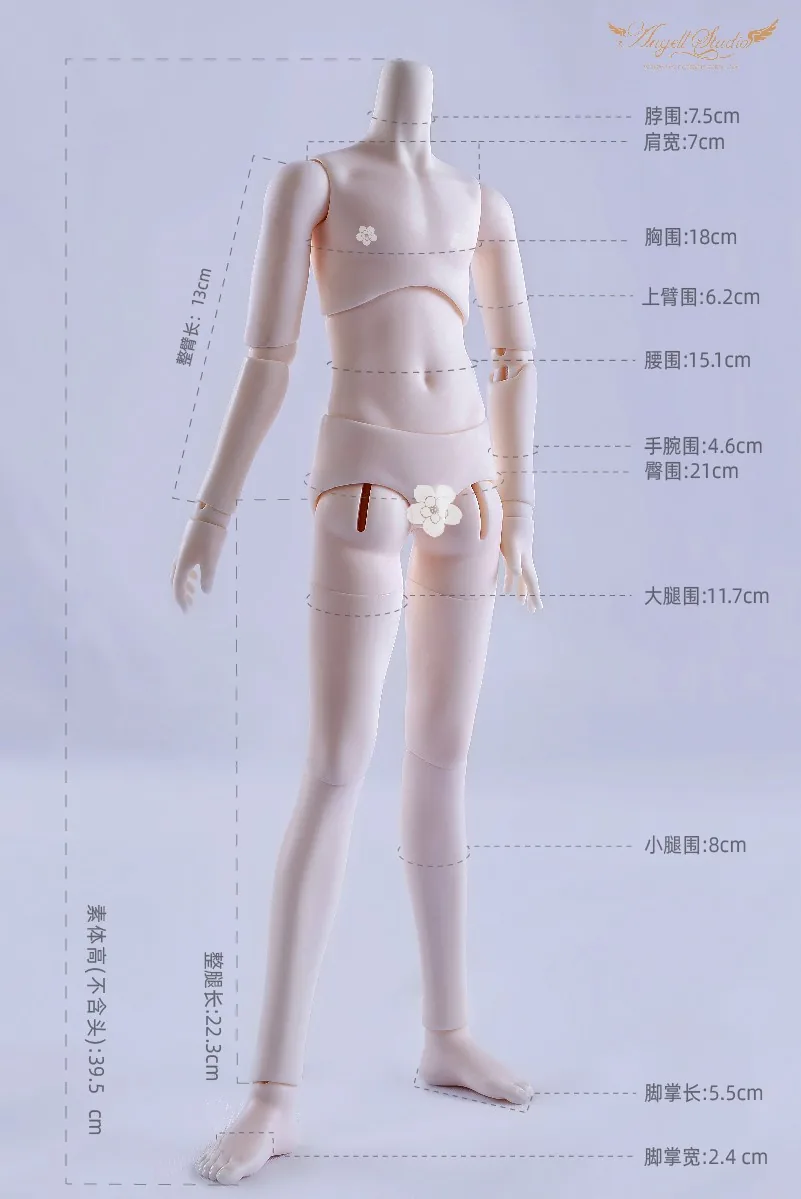 「Angell Studio」Body Comparison (Measurement) / Only Body (1/6, 1/4, 1/3) - Image 6