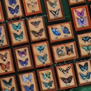 「Tata」Mini 3D butterfly Specime (OB11 / 1/12 l 1/8 l 1/6 l 1/4 l 1/3) Props ONLY