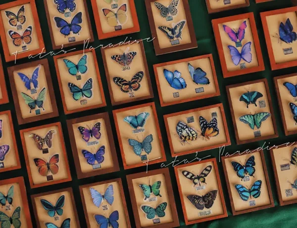 「Tata」Mini 3D butterfly Specime (OB11 / 1/12 l 1/8 l 1/6 l 1/4 l 1/3) Props ONLY